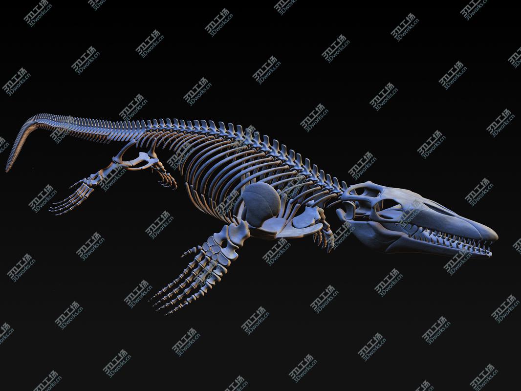 images/goods_img/202104091/Mosasaurus Skeleton model/4.jpg